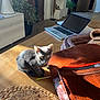 Chado a rejoint le concours — aidez-le/la à gagner de superbes lots ! kitten, gray_cat, wooden_table, leather_bag, pen, laptop, indoor, plant, door, sunlight, shadow, home_office, furniture, floor, decor, technology, pet, curious, small_animal, cozy