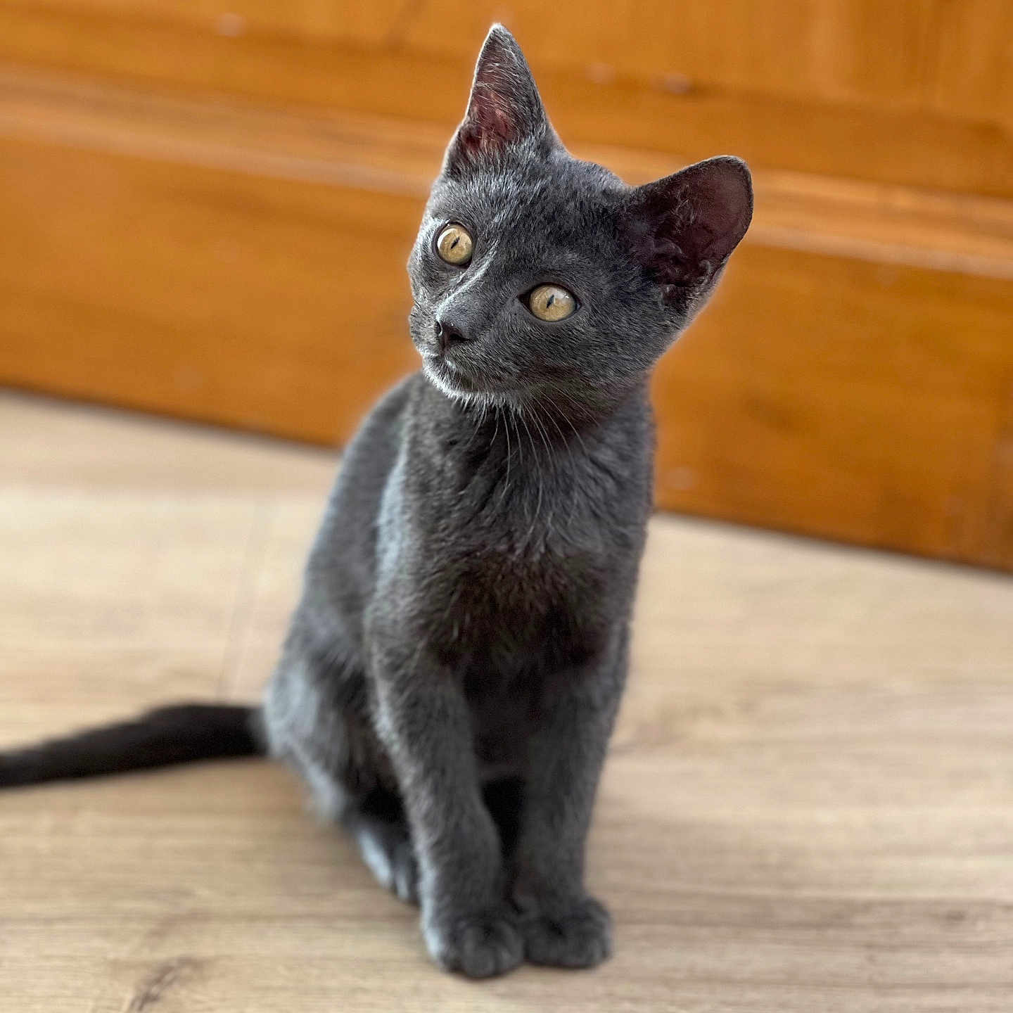Chado participe au concours pour gagner de l'argent avec cette photo : animal, background, cat, curious, domestic_cat, door, ears, flooring, fur, gray_cat, indoor, kitten, pet, portrait, sitting, tail, whiskers, wooden_floor, yellow_eyes, young_cat
