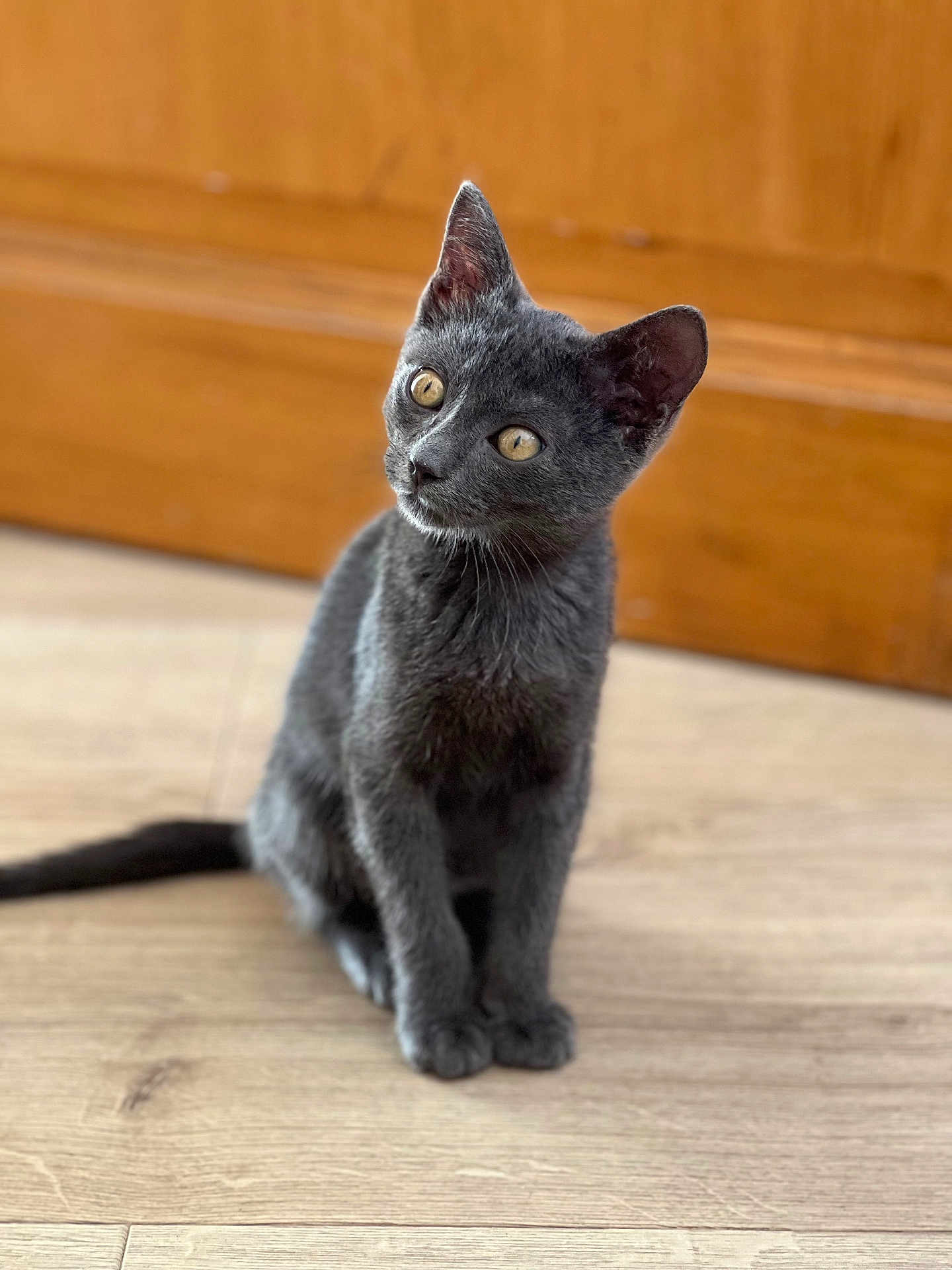 Chado participe au concours pour gagner de l'argent avec cette photo : cat, kitten, gray_cat, sitting, wooden_floor, indoor, pet, curious, young_cat, animal, fur, ears, whiskers, tail, domestic_cat, yellow_eyes, flooring, door, background, portrait
