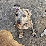 Kaos joined the competition — help win amazing prizes! dog, puppy, brindle, curious, ears, eyes, collar, concrete, outdoor, canine, pet, looking_up, three_dogs, closeup, fur, paw, tail, playful, young_dog, animal