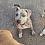 dog, puppy, brindle, curious, ears, eyes, collar, concrete, outdoor, canine, pet, looking_up, three_dogs, closeup, fur, paw, tail, playful, young_dog, animal