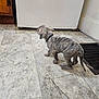 puppy, dog, brindle, collar, floor, tile, indoor, appliance, cabinet, curious, pet, animal, young, exploring, tail, ears, walking, home, domestic, small