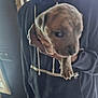 Kaos is registered to the contest to win money with this photo: puppy, dog, person, hoodie, hand, indoor, window, light, closeup, blurry, young_dog, holding, dark_clothing, casual_wear, portrait, animal, pet, face, young_animal, soft_focus