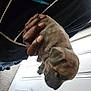 Kaos is registered to the contest to win money with this photo: puppy, dog, hand, person, indoor, door, carpet, brown_fur, young_animal, cute, pet, animal, small, sleepy, holding, close_up, domestic, furry, companion, tender