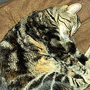 Tierra participe au concours pour gagner de l'argent avec cette photo : animal, blanket, cat, closeup, cozy, curled_up, cute, ears, feline, fur, indoor, nap, pet, relaxing, resting, sleeping, soft, striped, tabby, whiskers