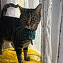 cat, close_up, collar, curious, curtain, domestic_animal, feline, green_bandana, home, indoor, natural_light, pet, soft_light, standing, striped_fur, tabby, tag, whiskers, window, yellow_cushion