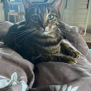 Tierra a rejoint le concours — aidez-le/la à gagner de superbes lots ! tabby_cat, cat, pet, indoor, blanket, furniture, kitchen, dining_table, chair, green_eyes, whiskers, relaxed, curious, domestic_animal, cozy, home, fur, animal, mammal, lying_down