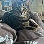 tabby_cat, cat, pet, indoor, blanket, furniture, kitchen, dining_table, chair, green_eyes, whiskers, relaxed, curious, domestic_animal, cozy, home, fur, animal, mammal, lying_down