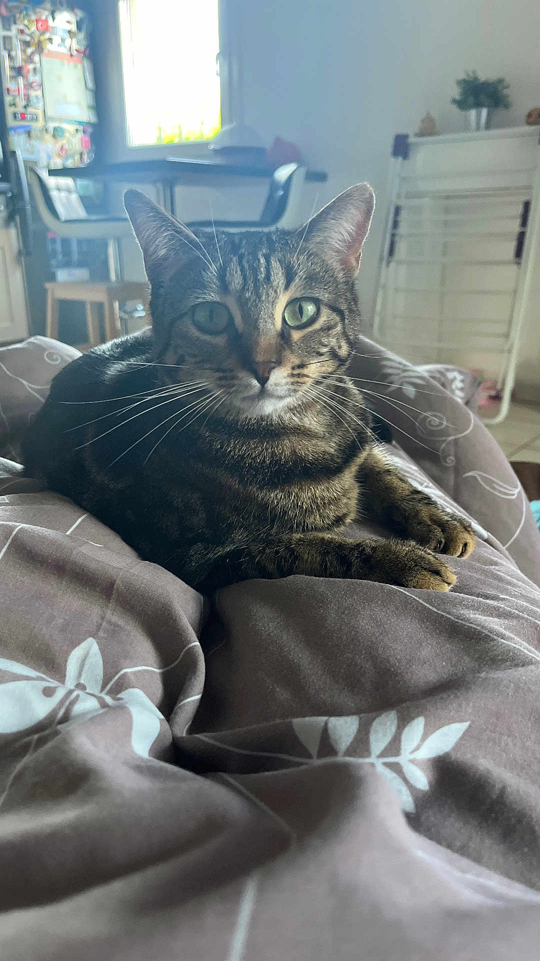 Tierra a rejoint le concours — aidez-le/la à gagner de superbes lots ! tabby_cat, cat, pet, indoor, blanket, furniture, kitchen, dining_table, chair, green_eyes, whiskers, relaxed, curious, domestic_animal, cozy, home, fur, animal, mammal, lying_down
