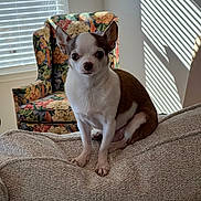 Pedro joined the competition — help win amazing prizes! alert, animal, armchair, beige, chihuahua, couch, cute, dog, domestic, ears, expression, floral_pattern, furniture, indoor, pet, seated, shadow, small_dog, texture, window_blinds