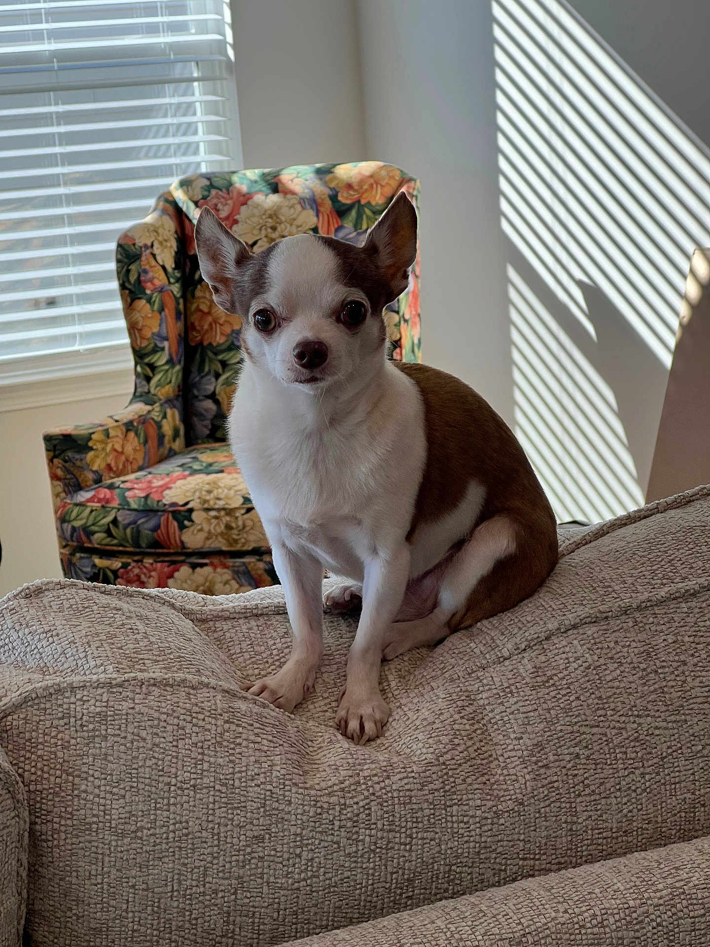 Pedro