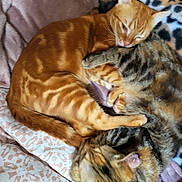 Coco participe au concours pour gagner de l'argent avec cette photo : abyssinian, animal, bed, bedroom, blanket, cat, chair, couch, cushion, furniture, homedecor, indoors, kitten, manx, person, pet, quilt, room, sleeping, wood