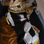 Chanel a rejoint le concours — aidez-le/la à gagner de superbes lots ! abyssinian, accessories, animal, applique, cat, clothing, costume, dress, formalwear, hoodie, kitten, knitwear, manx, mascot, person, pet, siamese, sweater, sweatshirt, tie