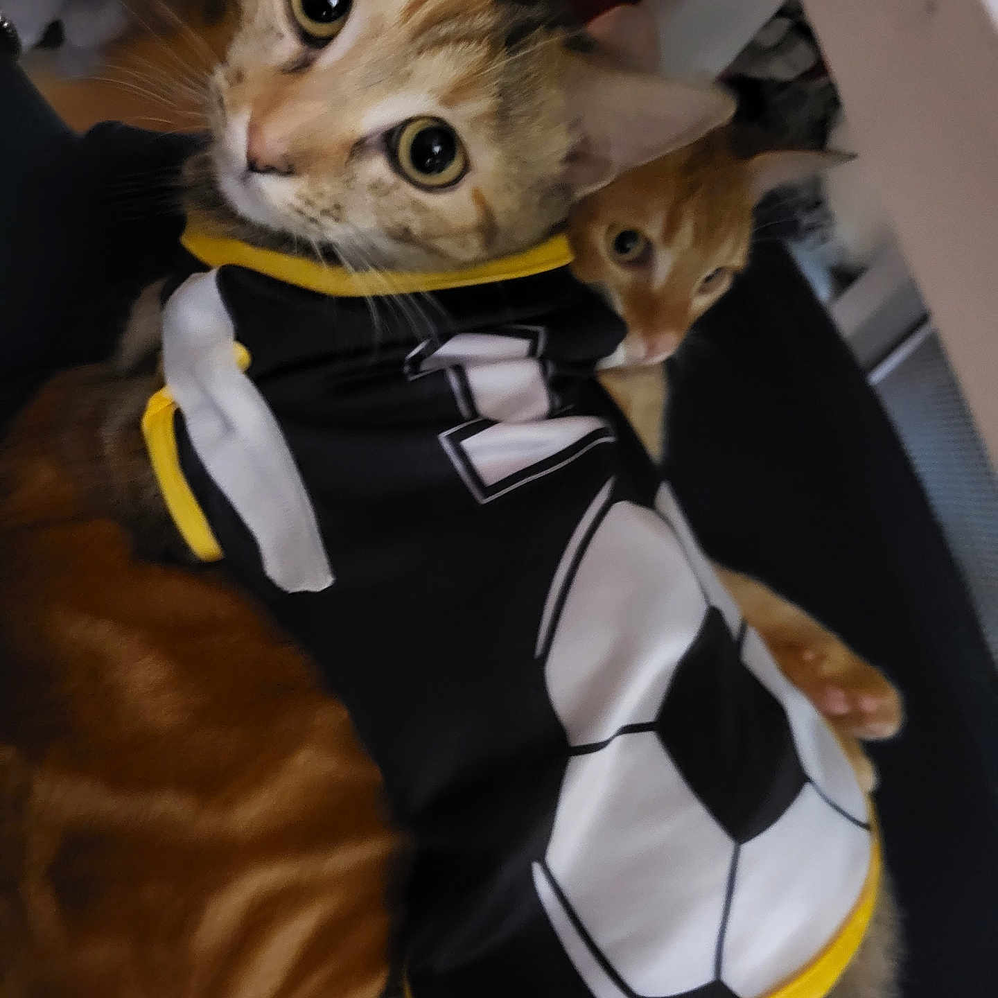 Chanel a rejoint le concours — aidez-le/la à gagner de superbes lots ! abyssinian, accessories, animal, applique, cat, clothing, costume, dress, formalwear, hoodie, kitten, knitwear, manx, mascot, person, pet, siamese, sweater, sweatshirt, tie