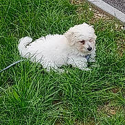 Bounty a rejoint le concours — aidez-le/la à gagner de superbes lots ! dog, puppy, white_fur, fluffy, small_dog, outdoor, grass, lawn, pet, leash, lying_down, animal, canine, curly_fur, black_nose, road, sidewalk, greenery, daylight, portrait