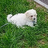 dog, puppy, white_fur, fluffy, small_dog, outdoor, grass, lawn, pet, leash, lying_down, animal, canine, curly_fur, black_nose, road, sidewalk, greenery, daylight, portrait