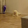 dog, small_dog, fluffy, white_fur, pet, animal, sitting, indoor, floor, wood_floor, wall, mop, cleaning, furniture, table, corner, home, portrait, low_light, full_body