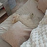 dog, white_dog, small_dog, fluffy, curly_fur, sleeping, lying_down, belly_up, pet, animal, sofa, couch, pillows, blanket, cozy, living_room, indoors, home, relaxed, cute