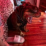 dog, yawning, tongue, teeth, paw, harness, hardwood_floor, slipper, sock, tattoo, laundry_basket, bedspread, patterned_bedding, indoor, red_lighting, pet, room, dresser, candid, flooring