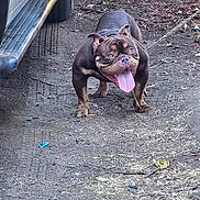 Dozer Doggy is registered to the contest to win money with this photo: dog, animal, pet, outdoor, dirt, vehicle, step, tongue, brown, happy, excited, mammal, canine, standing, ears, fur, muscular, ground, daylight, nature