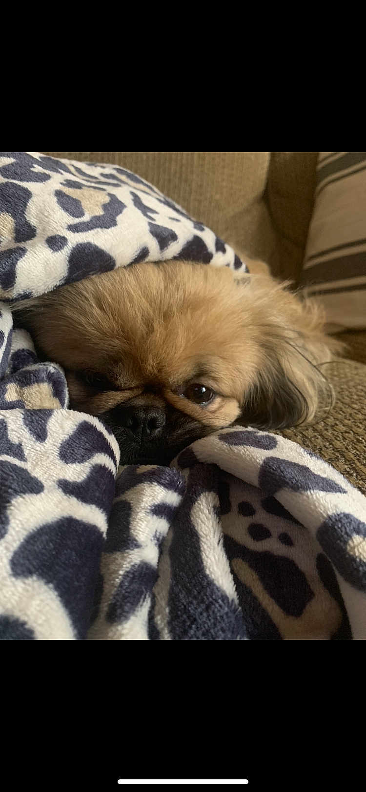 Gizmo