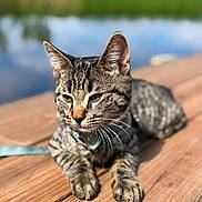 Arizona is registered to the contest to win money with this photo: cat, tabby_cat, outdoor, wooden_dock, lake, water, greenery, sunlight, animal, pet, relaxed, whiskers, ears, fur, nature, closeup, daytime, leash, collar, portrait