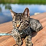 cat, tabby_cat, outdoor, wooden_dock, lake, water, greenery, sunlight, animal, pet, relaxed, whiskers, ears, fur, nature, closeup, daytime, leash, collar, portrait