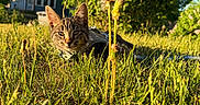 Arizona joined the competition — help win amazing prizes! cat, tabby_cat, grass, outdoor, sunlight, harness, house, tree, blue_sky, greenery, nature, pet, animal, daytime, curious, crouching, garden, yard, feline, summer
