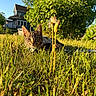 cat, tabby_cat, grass, outdoor, sunlight, harness, house, tree, blue_sky, greenery, nature, pet, animal, daytime, curious, crouching, garden, yard, feline, summer