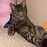 Arizona is registered to the contest to win money with this photo: cat, tabby, feline, pet, indoor, cushion, pink, relaxed, resting, fur, whiskers, ears, paws, striped, animal, cozy, home, comfort, cute, sleepy