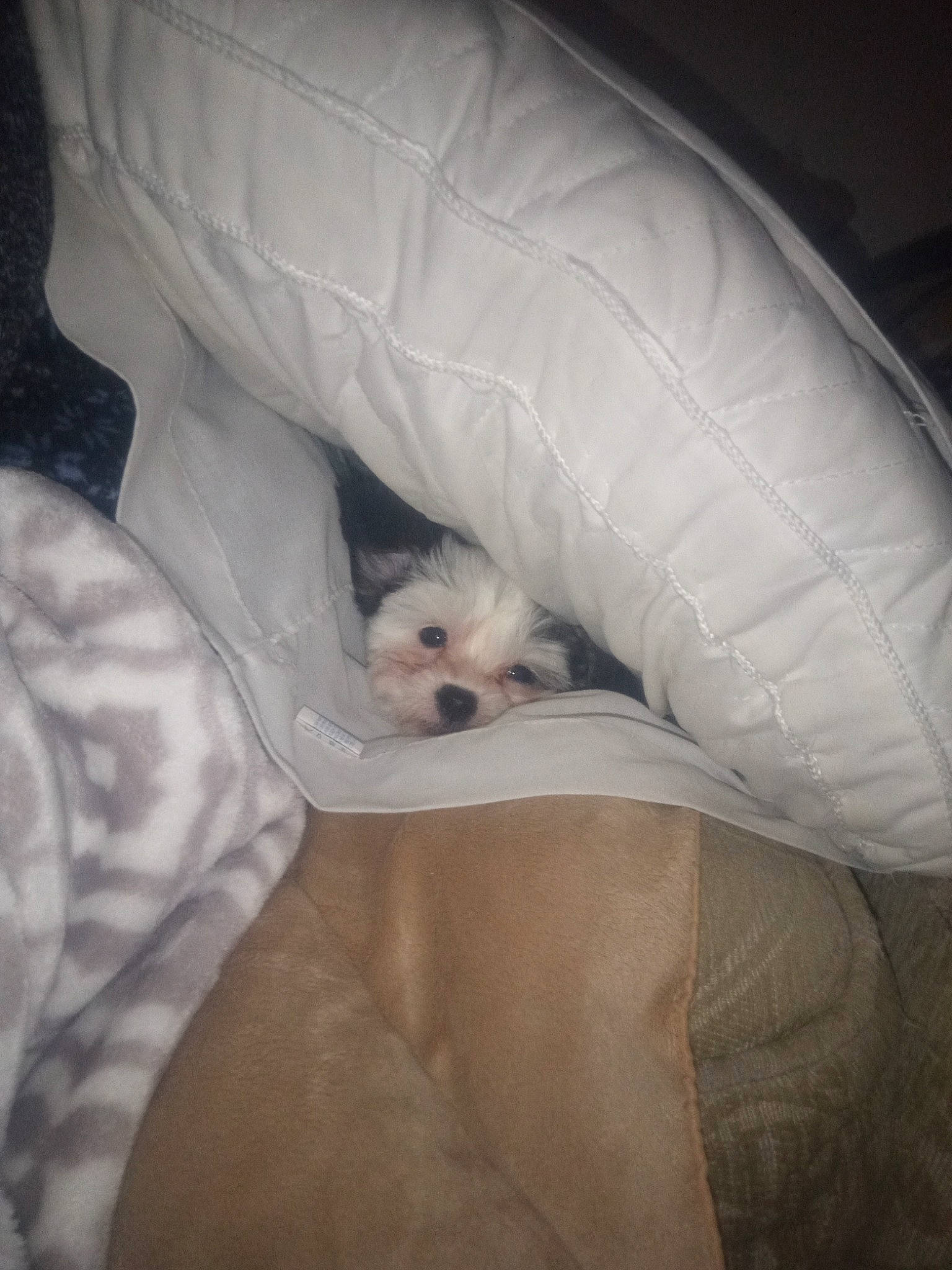 Starla is registered to the contest to win money with this photo: bedding, bedtime, canidae, carnivore, cloud, comfort, companion_dog, dog, dog_breed, felidae, fur, linens, nap, paw, sitting, small_terrier, snout, sporting_group, toy_dog, whiskers