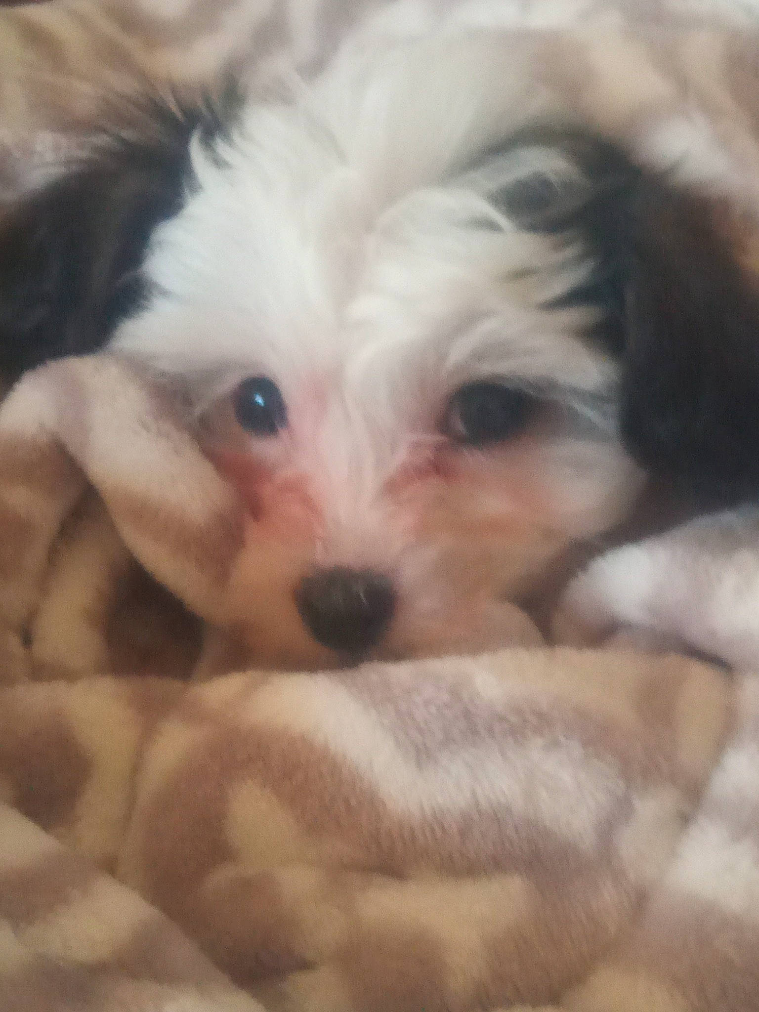 Starla is registered to the contest to win money with this photo: canidae, carnivore, companion_dog, dog, dog_breed, eye, fur, mal_shi, maltepoo, non_sporting_group, puppy, puppy_love, shih_poo, small_terrier, snout, sporting_group, terrier, toy_dog, working_animal