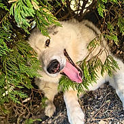 Athéna a rejoint le concours — aidez-le/la à gagner de superbes lots ! dog, animal, outdoor, greenery, pine_branches, tongue_out, happy, playful, nature, fur, pet, canine, shade, closeup, ground, rocks, smiling, resting, daylight, leaf