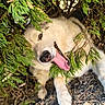 dog, animal, outdoor, greenery, pine_branches, tongue_out, happy, playful, nature, fur, pet, canine, shade, closeup, ground, rocks, smiling, resting, daylight, leaf