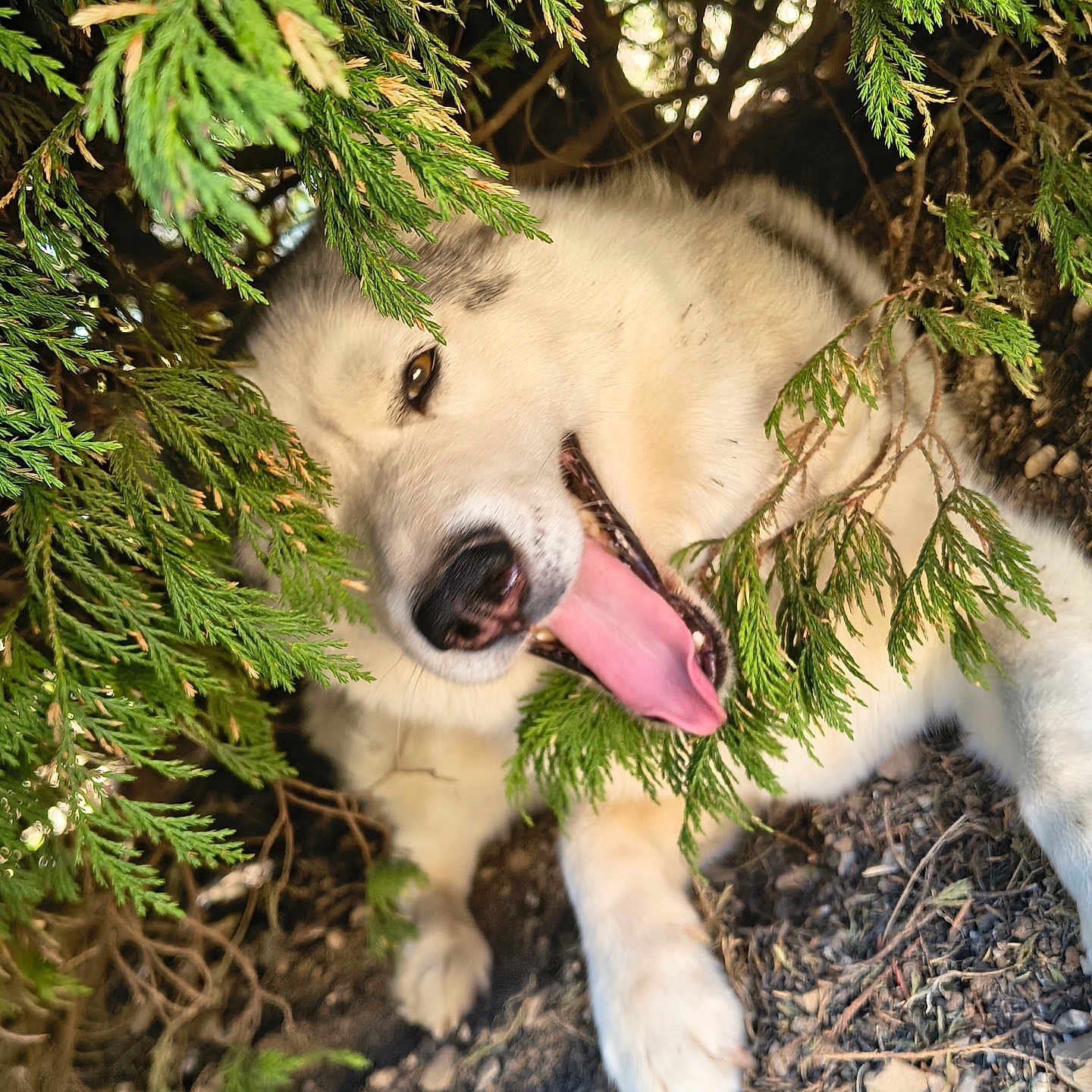 Athéna a rejoint le concours — aidez-le/la à gagner de superbes lots ! dog, animal, outdoor, greenery, pine_branches, tongue_out, happy, playful, nature, fur, pet, canine, shade, closeup, ground, rocks, smiling, resting, daylight, leaf
