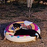 Naashi participe au concours pour gagner de l'argent avec cette photo : puppy, dog, black_and_white, pet, animal, lying_down, inflatable_pool, backyard, garden, grass, outdoor, wind_chime, chew_toy, relaxed, cute, fluffy, small_dog, colorful, summer, recreation