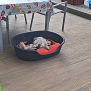 Naashi participe au concours pour gagner de l'argent avec cette photo : dog, sleeping, pet, pet_bed, red_cushion, indoor_outdoor, patio, poolside, wooden_floor, table, tablecloth, fruit_pattern, chair, stuffed_toys, dog_toys, toy_dumbbell, relaxed, upside_down, cozy, home_decor