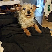 Coco is registered to the contest to win money with this photo: dog, scruffy_dog, pet, indoor, blanket, fur, animal, curious, looking_up, brown_fur, black_blanket, home, clutter, door, floor, table, objects, cozy, cute, small_dog