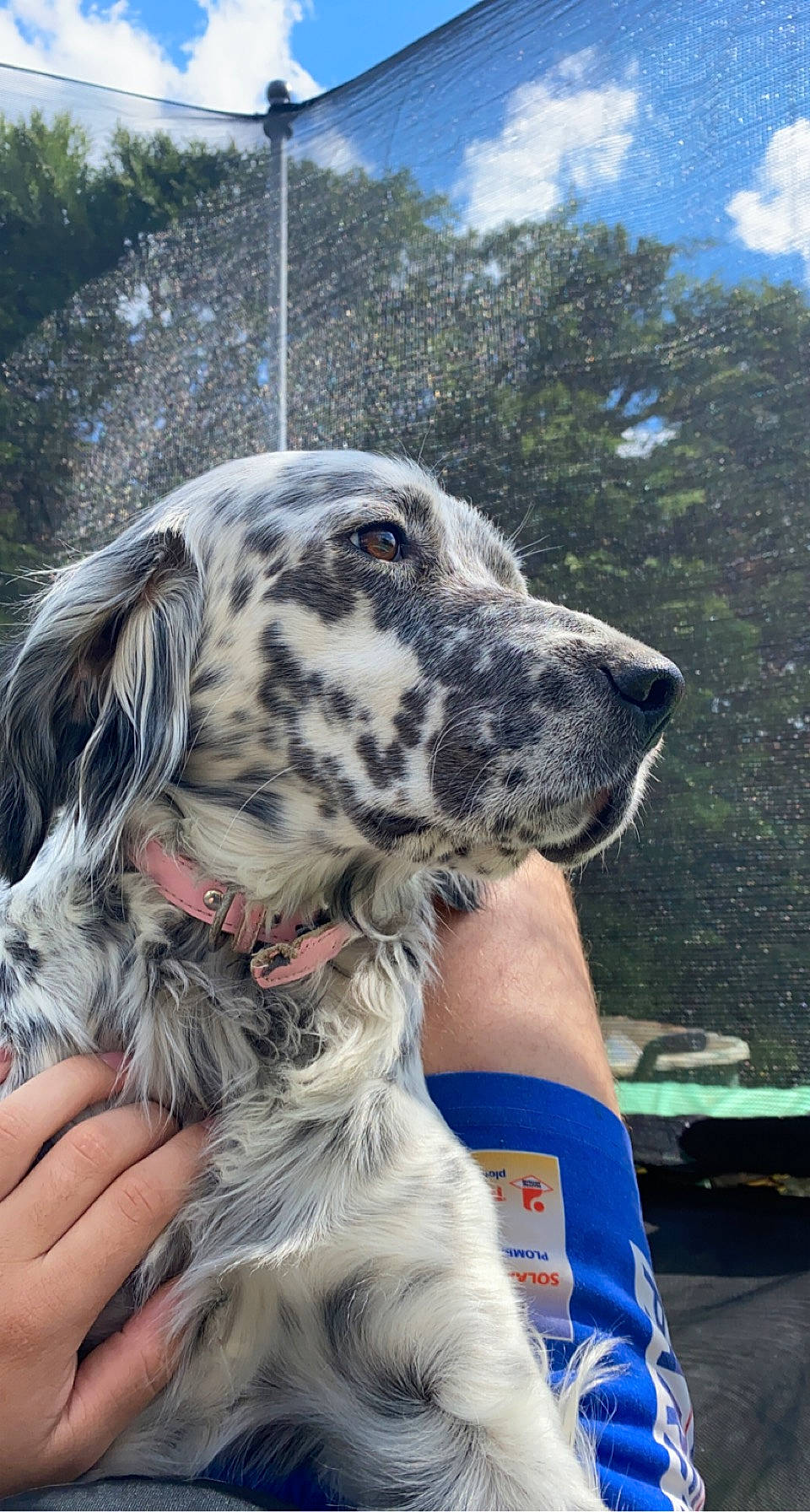 Dixie participe au concours pour gagner de l'argent avec cette photo : canidae, carnivore, cloud, companion_dog, cumulus, dog, dog_breed, non_sporting_group, sky, snout, sporting_group, throat, tree, working_animal, working_dog