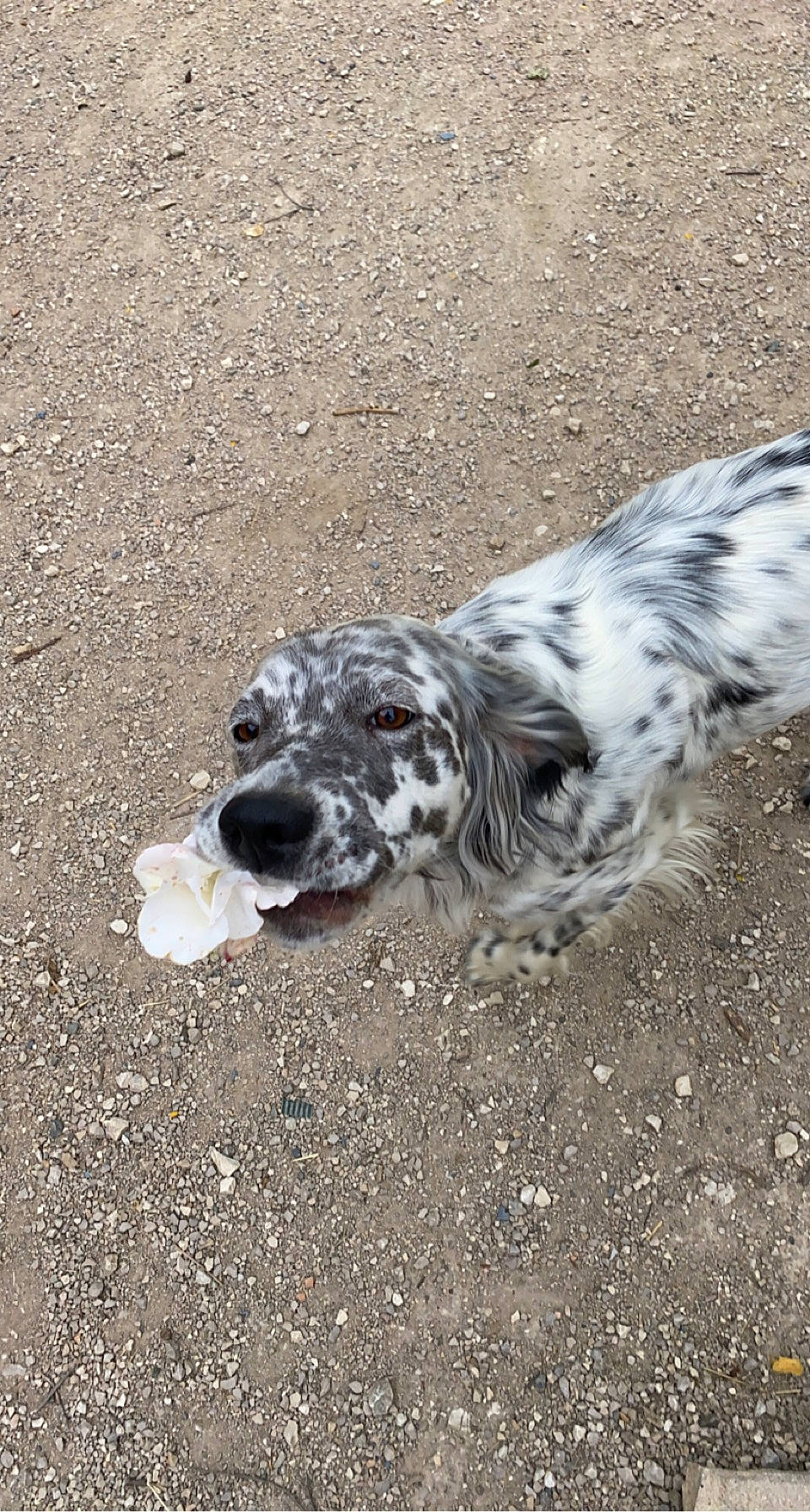Dixie participe au concours pour gagner de l'argent avec cette photo : asphalt, carnivore, companion_dog, dog, dog_breed, fur, gun_dog, hunting_dog, non_sporting_group, road_surface, soil, sporting_group, terrestrial_animal, whiskers, wildlife, working_dog