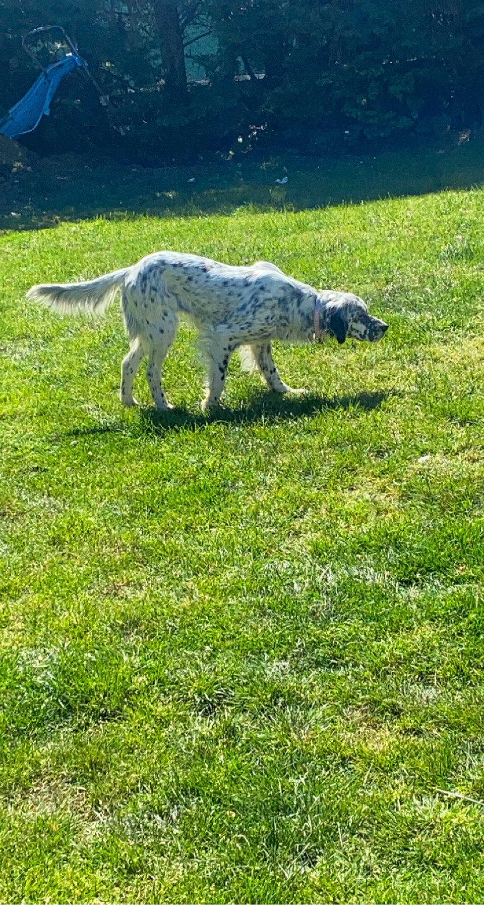 Dixie a rejoint le concours — aidez-le/la à gagner de superbes lots ! canidae, carnivore, dog, dog_breed, field, grass, grassland, grazing, groundcover, pasture, plant, prairie, sheep, snout, sporting_group, tail, terrestrial_animal, water, wildlife, working_animal