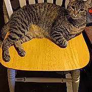 Luna is registered to the contest to win money with this photo: cat, tabby, chair, wooden_chair, striped_fur, pet, animal, indoor, feline, relaxed, looking, whiskers, paws, fur, domestic_cat, seated, curious, eyes, home, cozy