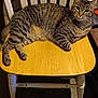 animal, cat, chair, cozy, curious, domestic_cat, eyes, feline, fur, home, indoor, looking, paws, pet, relaxed, seated, striped_fur, tabby, whiskers, wooden_chair