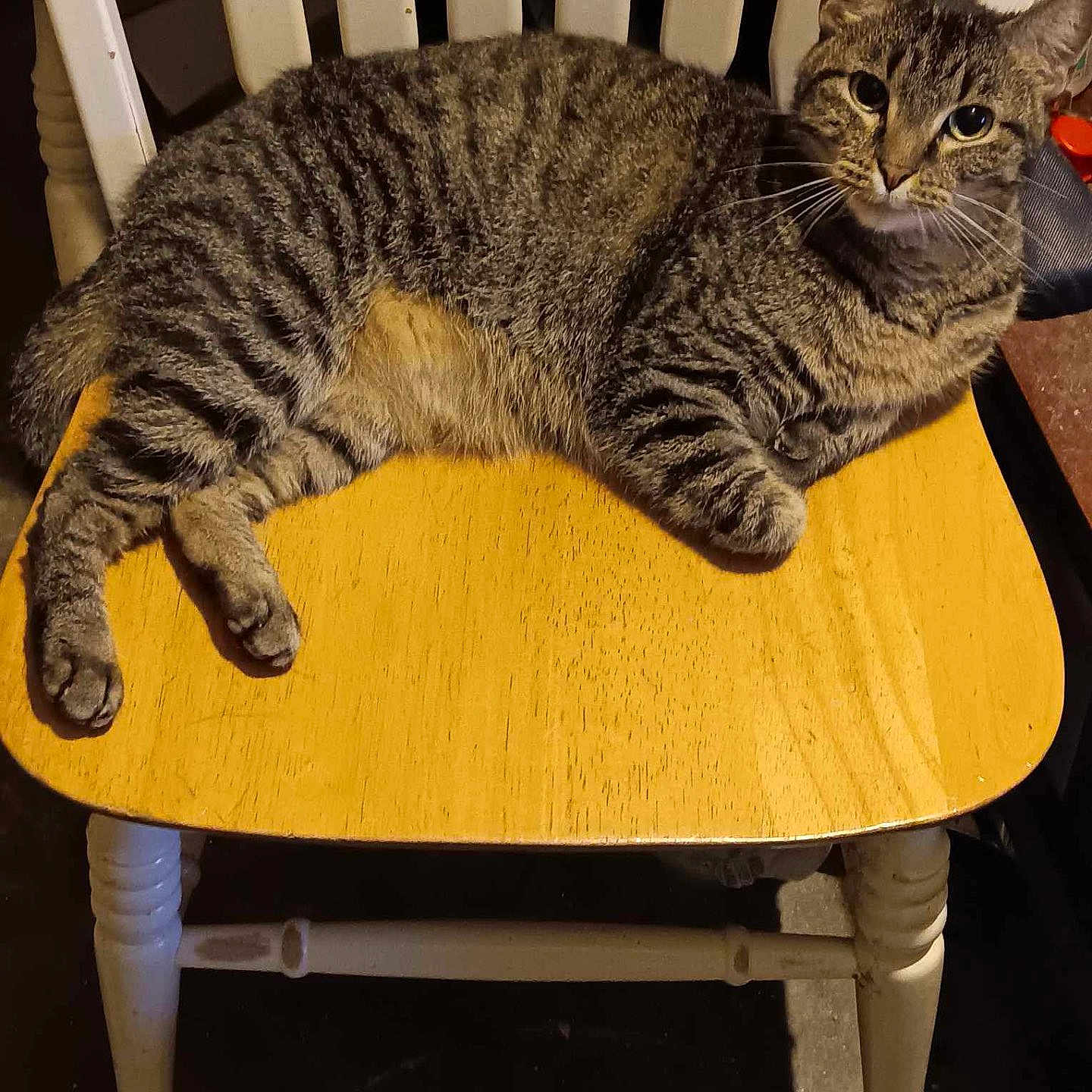 Luna is registered to the contest to win money with this photo: animal, cat, chair, cozy, curious, domestic_cat, eyes, feline, fur, home, indoor, looking, paws, pet, relaxed, seated, striped_fur, tabby, whiskers, wooden_chair
