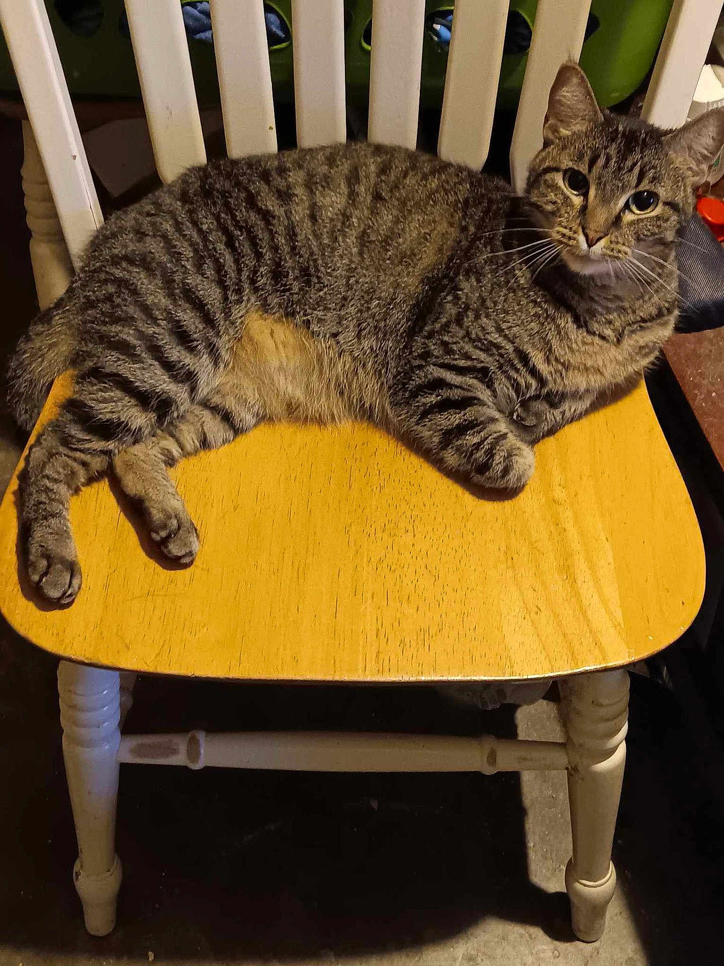 Luna is registered to the contest to win money with this photo: cat, tabby, chair, wooden_chair, striped_fur, pet, animal, indoor, feline, relaxed, looking, whiskers, paws, fur, domestic_cat, seated, curious, eyes, home, cozy