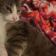 Daisy May joined the competition — help win amazing prizes! cat, tabby, animal, pet, feline, fur, whiskers, ear, blanket, pattern, red_wall, indoor, cozy, resting, closeup, cute, domestic, mammal, sleepy, relaxed