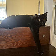 Lenny is registered to the contest to win money with this photo: animal, black_cat, candle, cat, claws, curtains, domestic_cat, feline, fur, furniture, home, indoor, paw, pet, relaxed, stretching, whiskers, window, wooden_surface, yellow_eyes