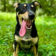 Geraldine is registered to the contest to win money with this photo: animal, black_and_tan, canine, close_up, cute, daylight, dog, ears, fur, grass, greenery, happy, mouth, nature, outdoor, pet, playful, sitting, tongue, tongue_out