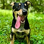 animal, black_and_tan, canine, close_up, cute, daylight, dog, ears, fur, grass, greenery, happy, mouth, nature, outdoor, pet, playful, sitting, tongue, tongue_out
