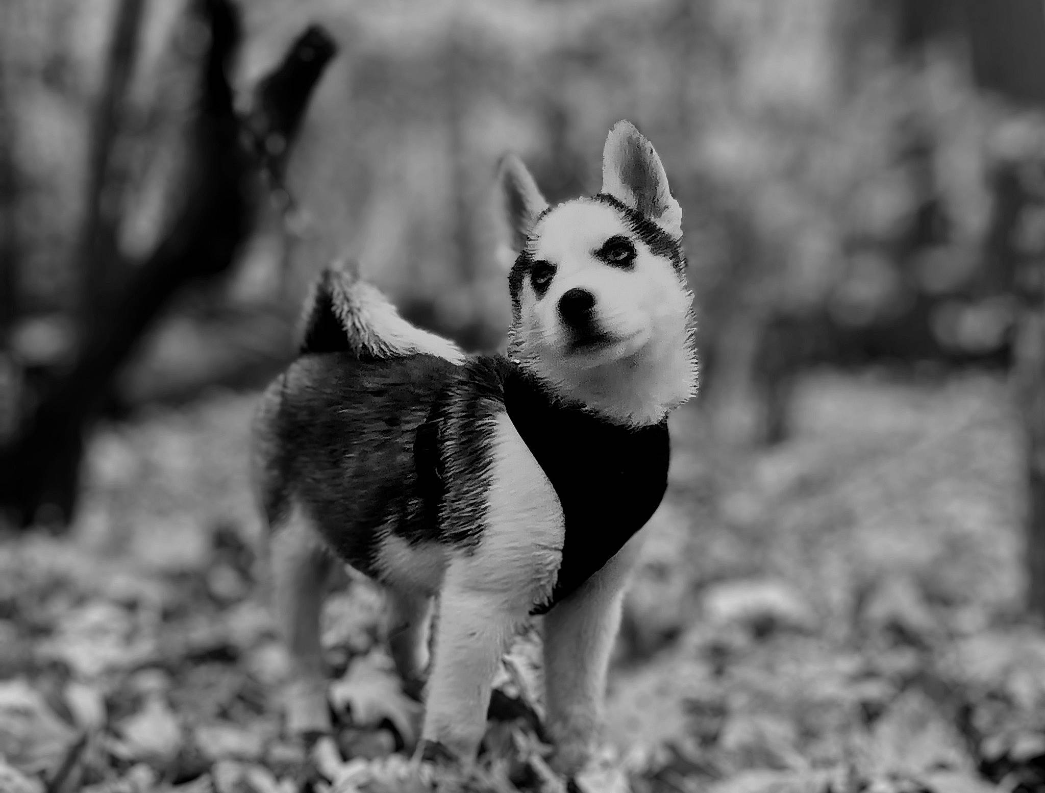 Poe joined the competition — help win amazing prizes! black_and_white, canidae, carnivore, companion_dog, dog, dog_breed, eye, fawn, fur, grass, monochrome, monochrome_photography, plant, snout, sporting_group, tail, terrestrial_animal, tree, whiskers, wildlife
